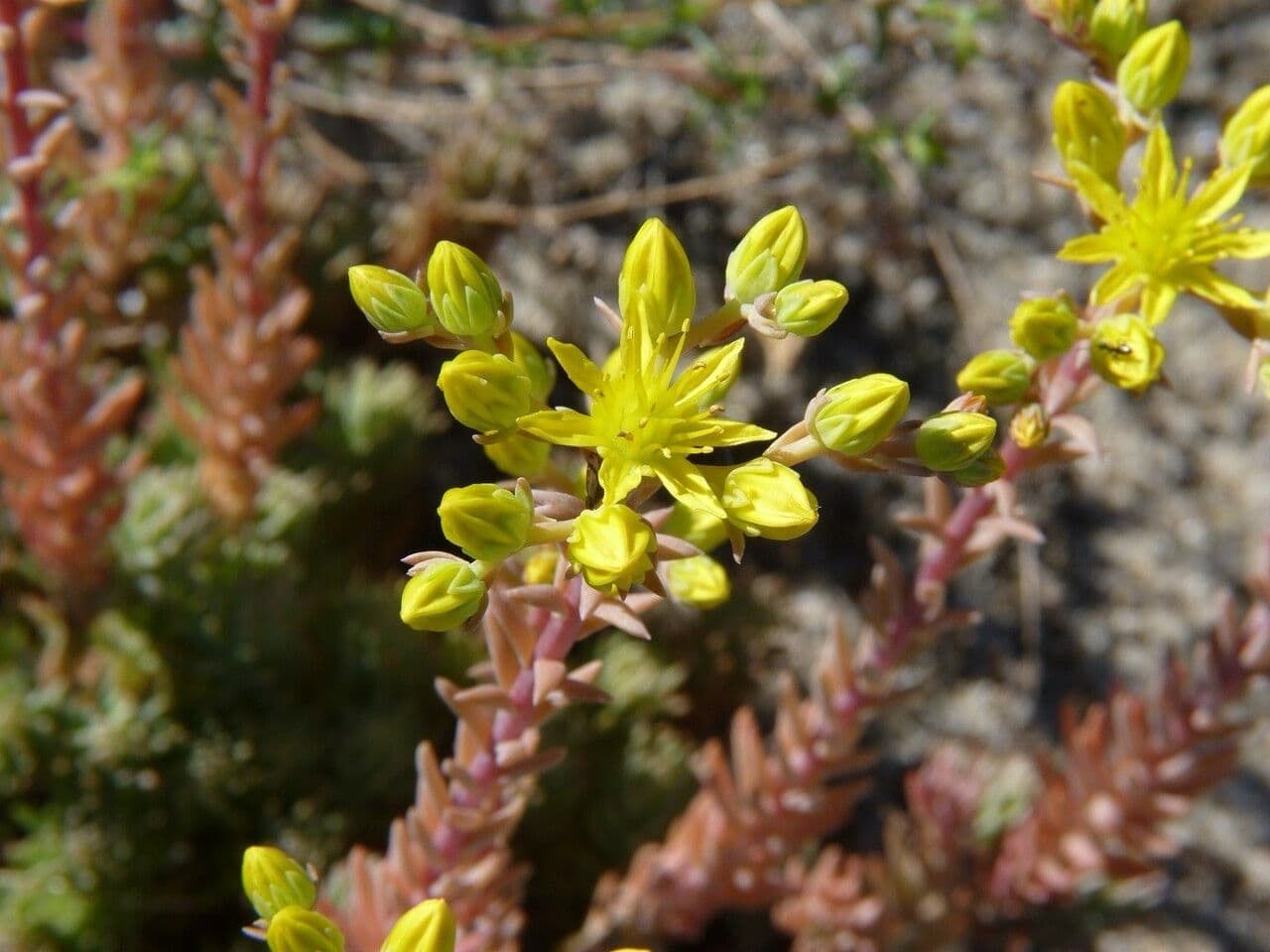 Petrosedum Rupestre