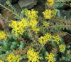 Petrosedum Rupestre