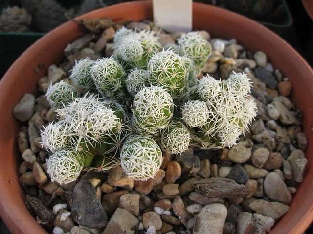 Mammilaria Vetula