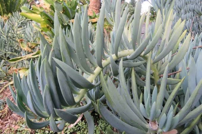 Curio Ficoides