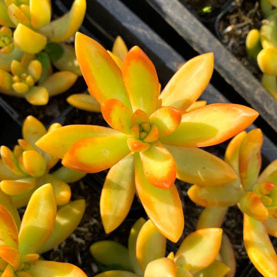 Sedum Adolphi