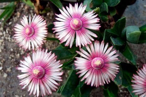Acrodon bellidiflorus