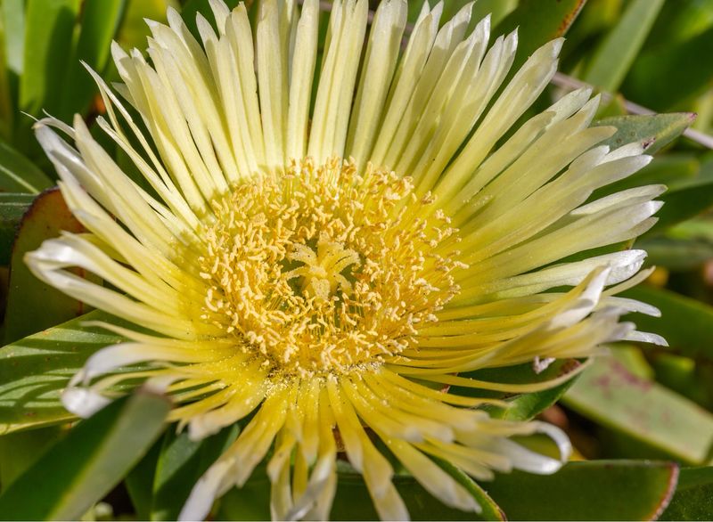 Carpobrotus Edulis