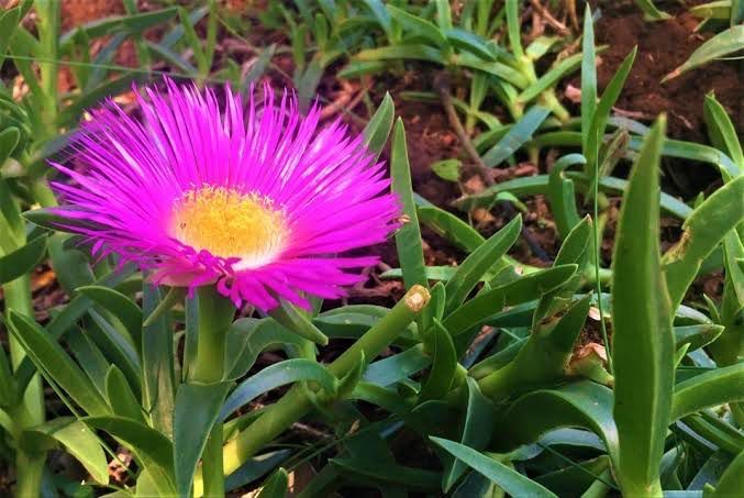 Carpobrotus Edulis