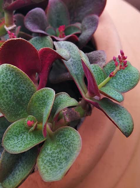 Crassula Streyi