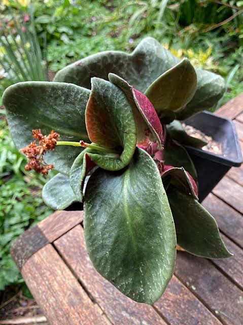 Crassula Streyi