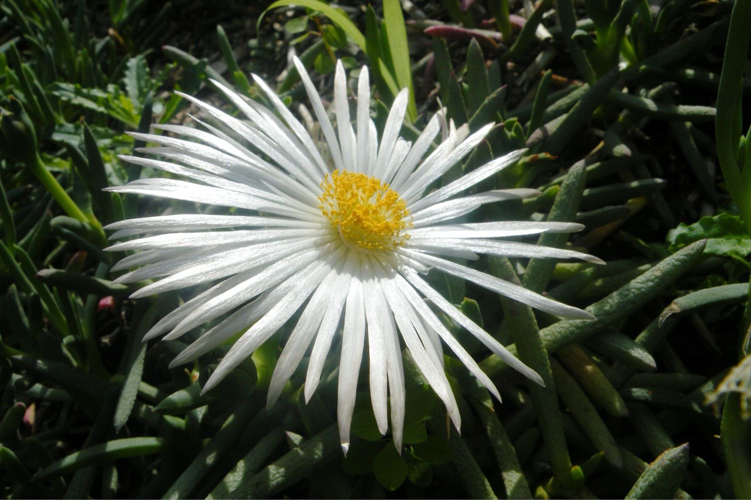 Jordaaniella anemoniflora