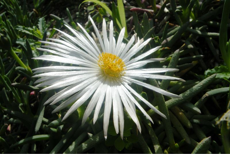 Jordaaniella anemoniflora