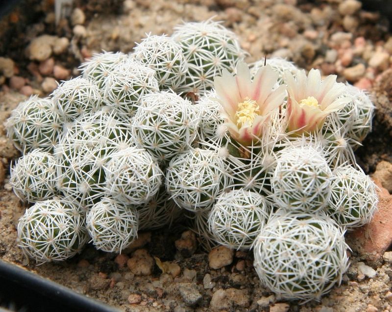 Mammilaria Vetula