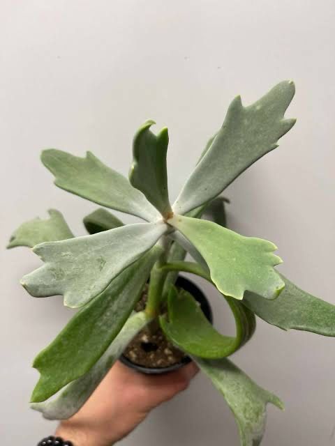 Cotyledon Takbok