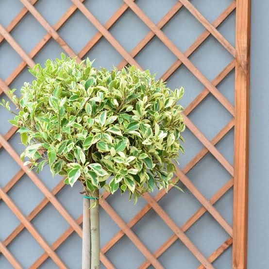 Ficus Microcarpa Hawaii Variegated Std