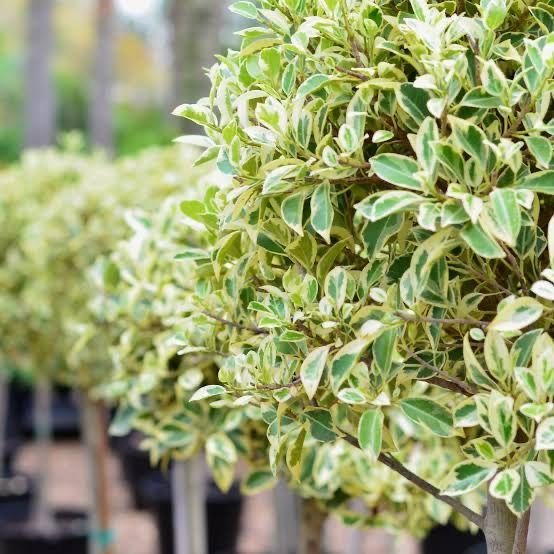 Ficus Microcarpa Hawaii Variegated Std