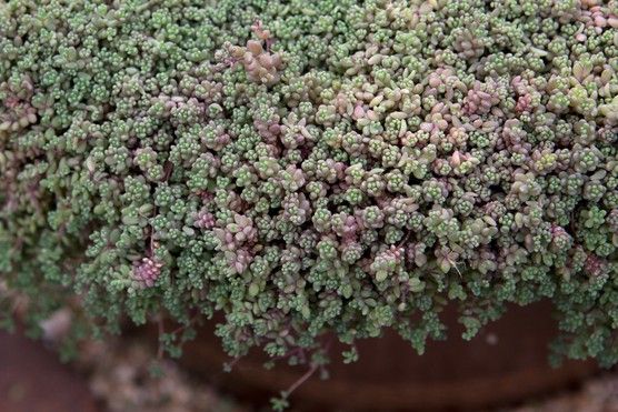 Sedum Dassyphyllum