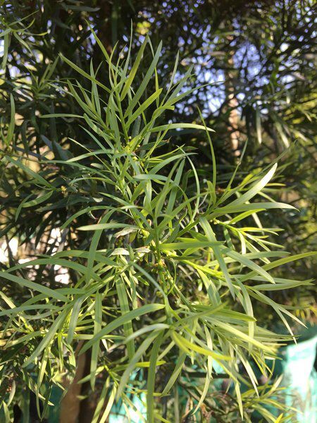 Podocarpus Latifolius