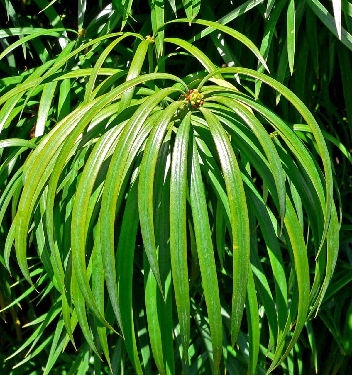 Podocarpus Henkelii