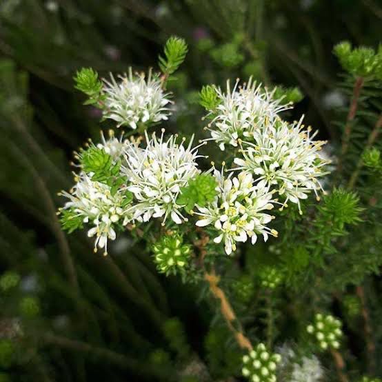 Agathosma Wilderness White