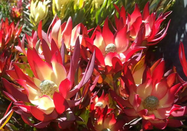 Leucadendron Red Devil