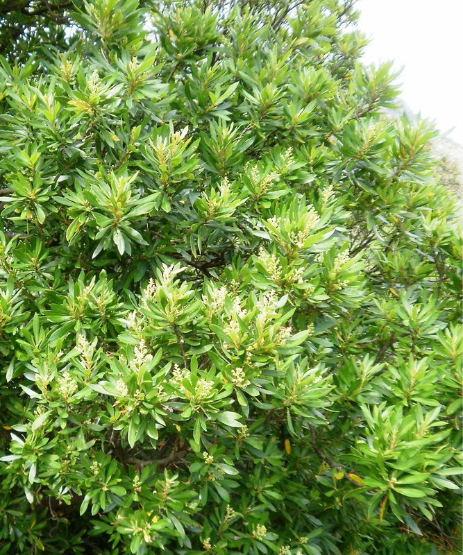 Brachyleana Nerifolia