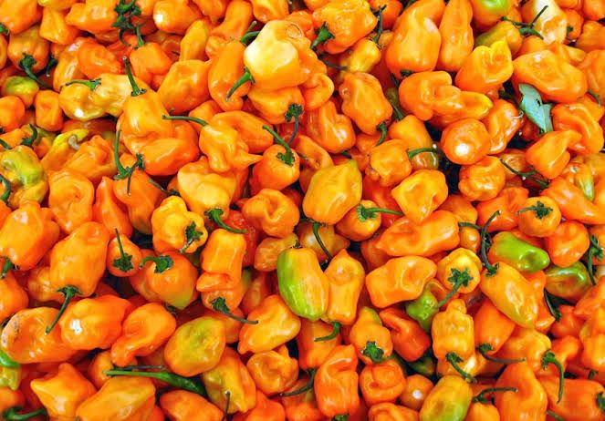 Capsicum Habanero Orange