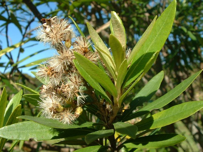 Brachyleana Nerifolia