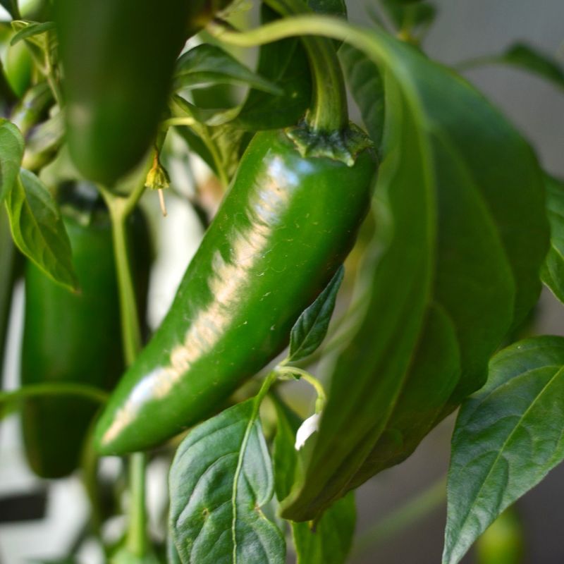 Capsicum Pepper Jalapeño Chilli