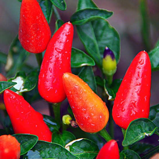Capsicum Tabasco Pepper Chilli
