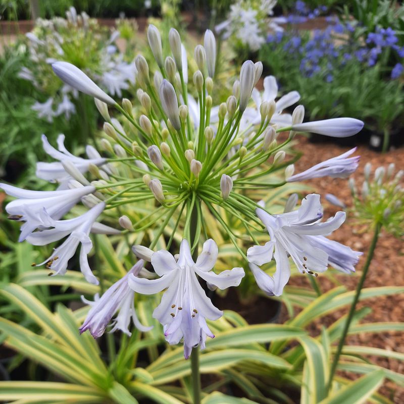 Agapanthus Praecox Zambezi