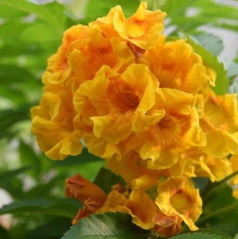 Tecoma Tecobells Orange