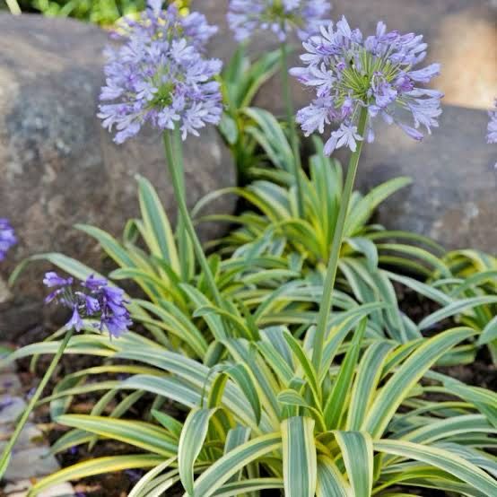 Agapanthus Praecox Zambezi