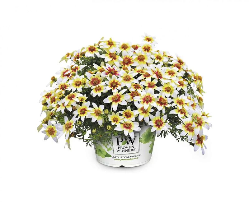Bidens Spicy Eye
