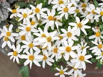 Bidens Bee Meadow