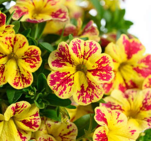 Calibrachoa Lia Abstract Lemon Cherry