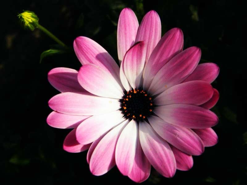 Osteospermum Louisa