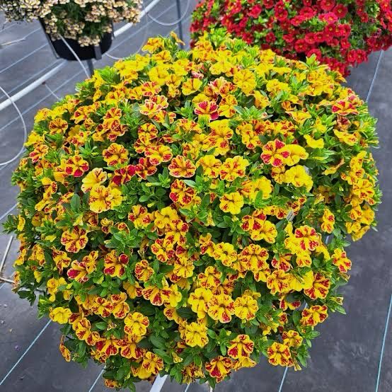 Calibrachoa Lia Abstract Lemon Cherry