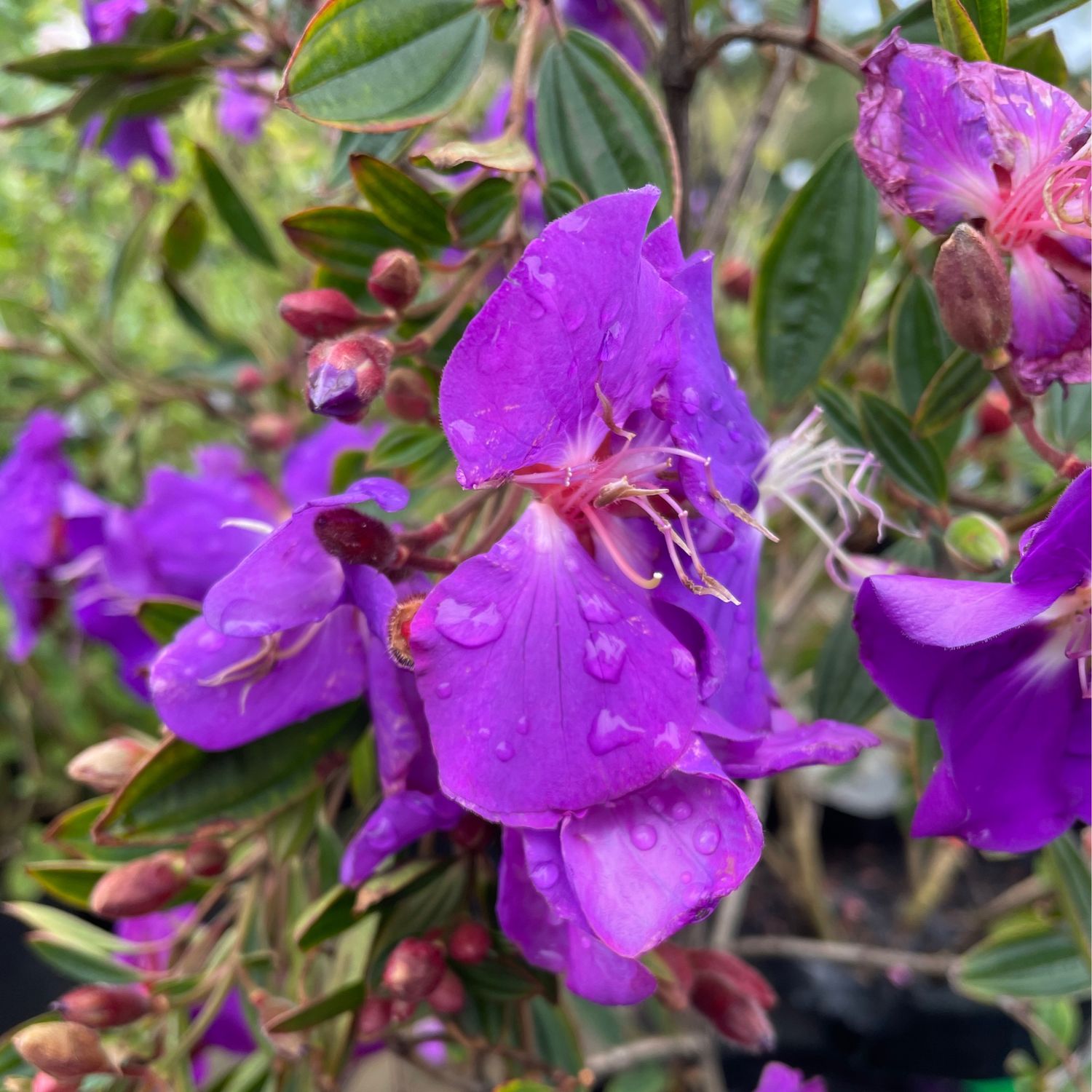 Tibouchina Elegans