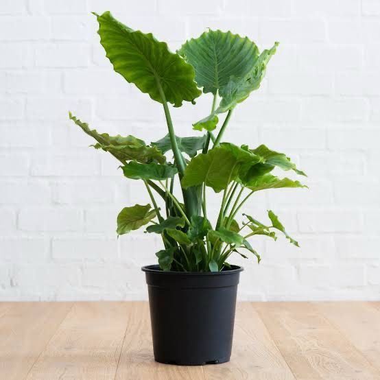 Alocasia Macrorrhiza