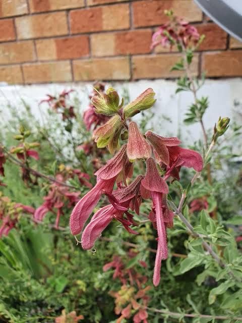 Salvia Lanceolata