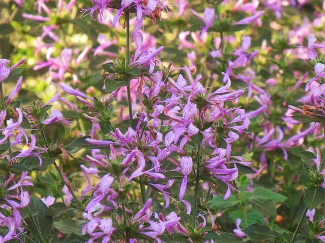 Hypoestes aristata Petite Pink
