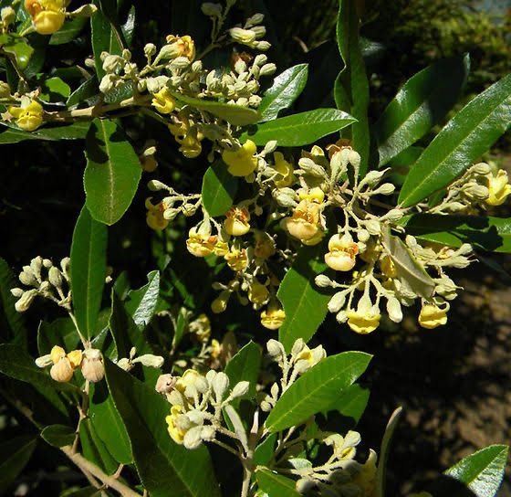 Anastrabe Integerrima