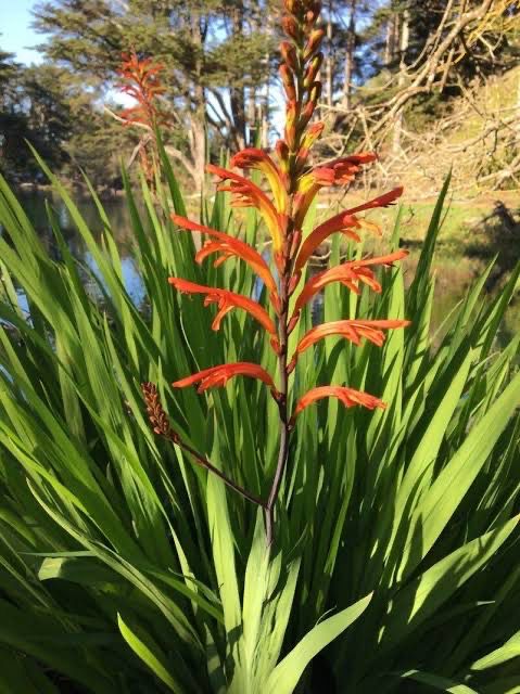 Chasmanthe Floribunda