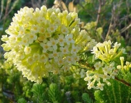 Gnidia Squarrosa