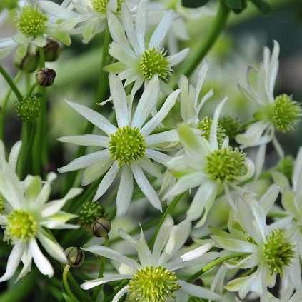 Knowltonia Vesicatoria