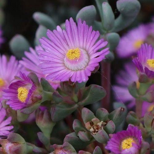 Lampranthus Cedarbergensis