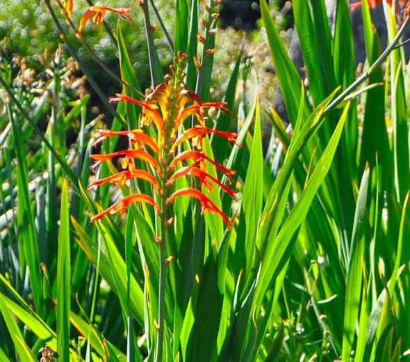 Chasmanthe Floribunda