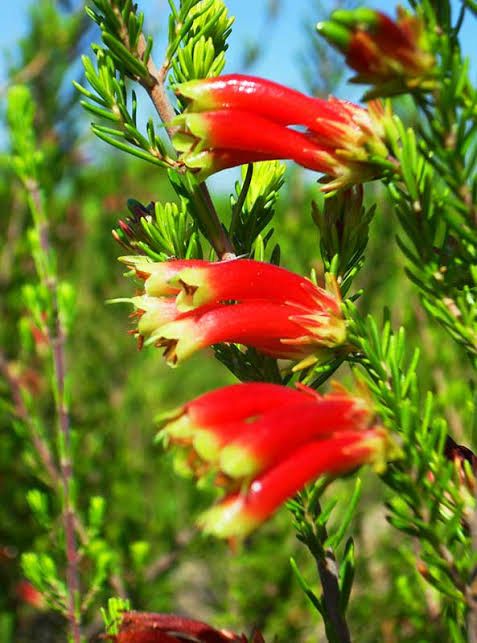 Erica Versicolor