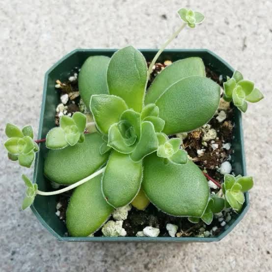 Crassula Orbicularis