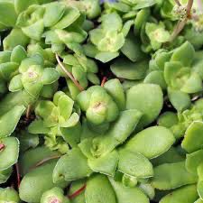 Crassula Orbicularis