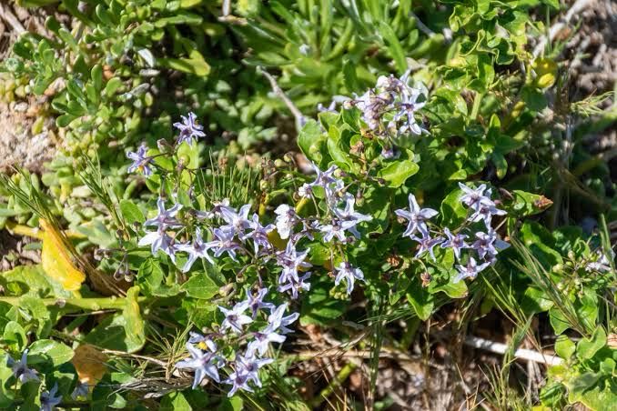 Solanum Africanum