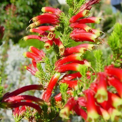 Erica Versicolor