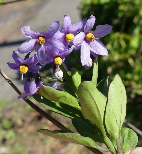 Solanum Africanum